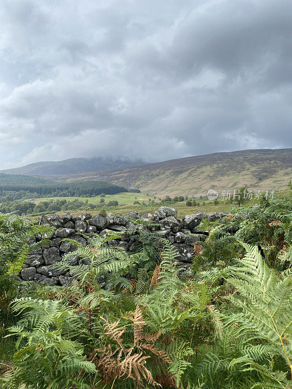 Bracken and Stone Wall on the Meall na Mòine summit. Rannoch Moor Scotland